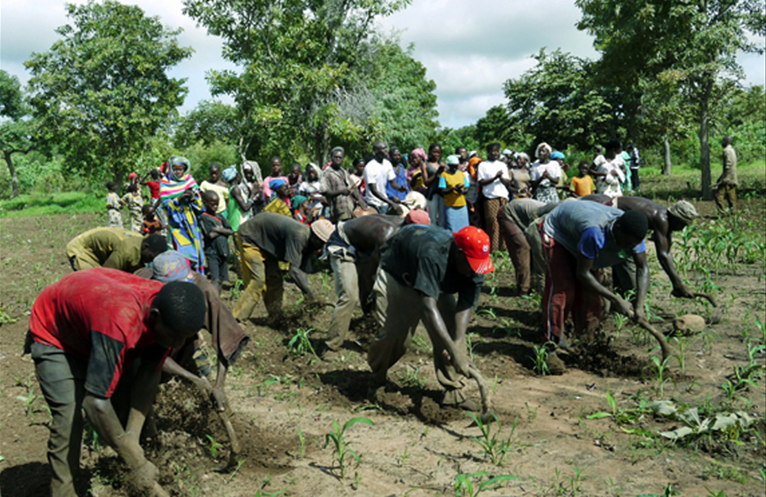 Campagne agricole : Les producteurs attendent les moyens
