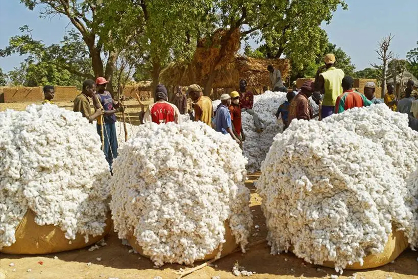 Campagne cotonnière : 598 500 tonnes toujours en ligne de mire