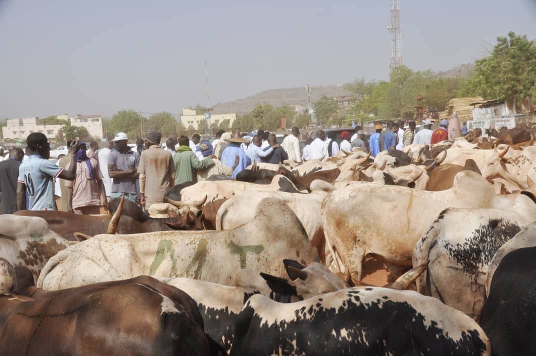 Du pâturage aux étals, le parcours difficile de la viande au Mali