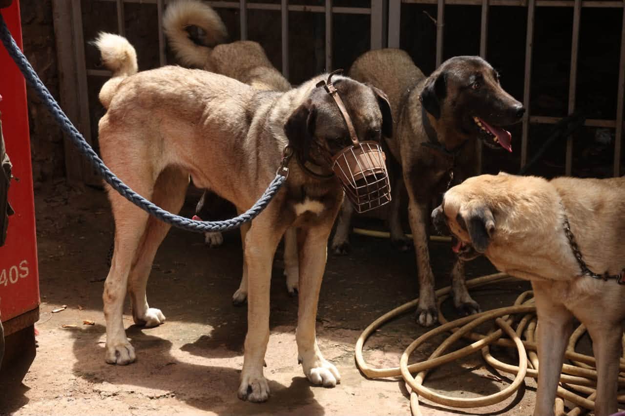 Rage : vaccination des chiens et prise en charge immédiate des morsures